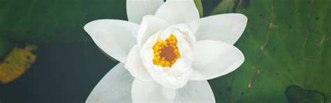 Il Lotus Birth e la separazione naturale