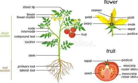 Morfologia del fiore di pomodoro