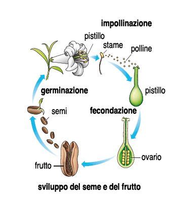 Schema del processo di impollinazione e fecondazione