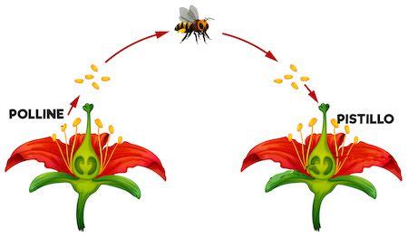 Tecniche per favorire l'impollinazione