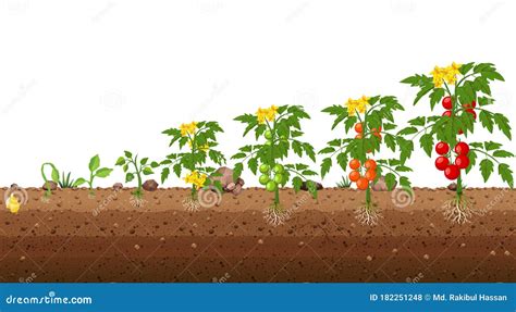 Fasi di crescita di una pianta di pomodoro