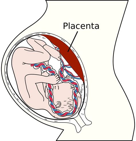 Rappresentazione schematica dell'utero con la placenta