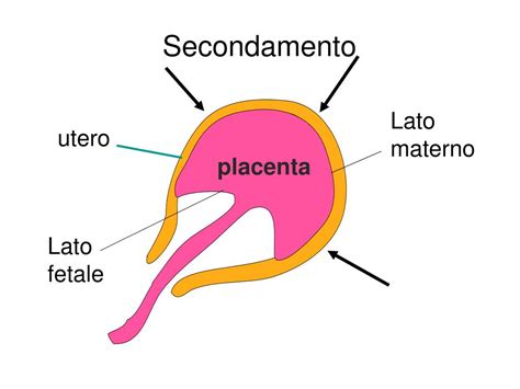 Fasi del secondamento e l'espulsione della placenta