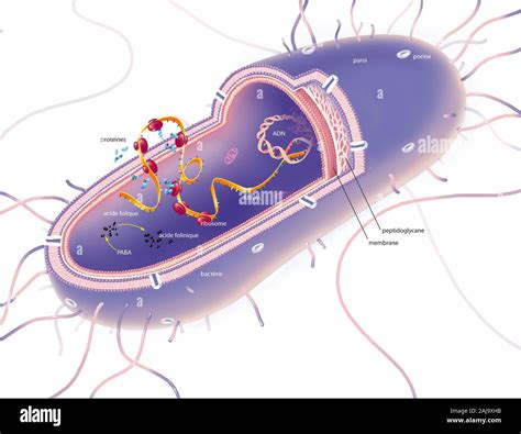 rappresentazione microscopica di un batterio Gram-negativo