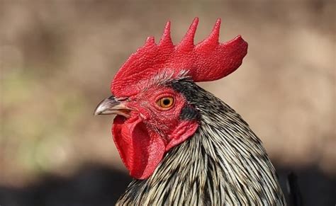Immagine di gallo che abbassa la cresta