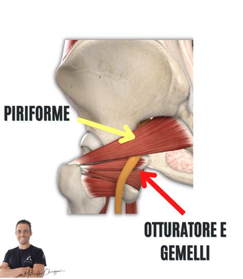 Anatomia del muscolo piriforme e la sua inserzione