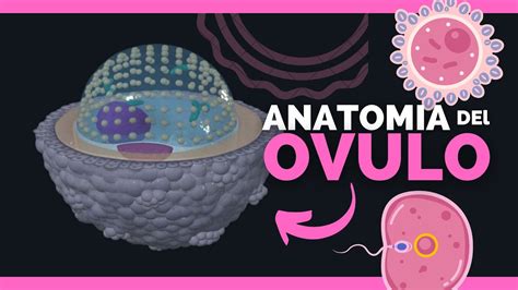rappresentazione schematica di un ovulo vaginale e della sua struttura ovoidale