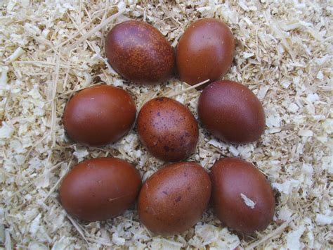 Uova colorate di razze Ameraucana e Marans