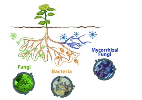 illustrazione di suolo fertile con microrganismi e radici di piante