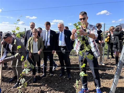 Campo di viti fertilizzato con borlanda