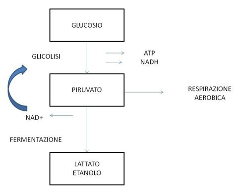 schema del processo di fermentazione Bokashi