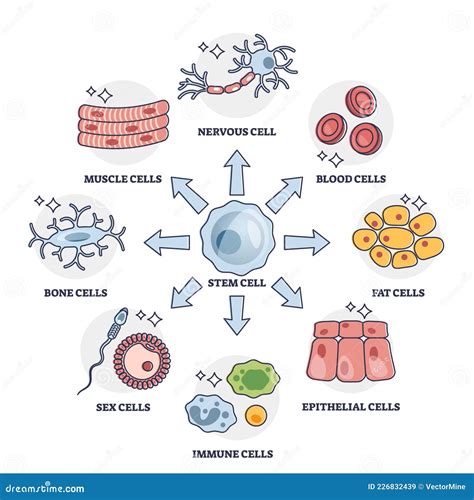 infografica del Human Cell Development Atlas che mostra la differenziazione cellulare