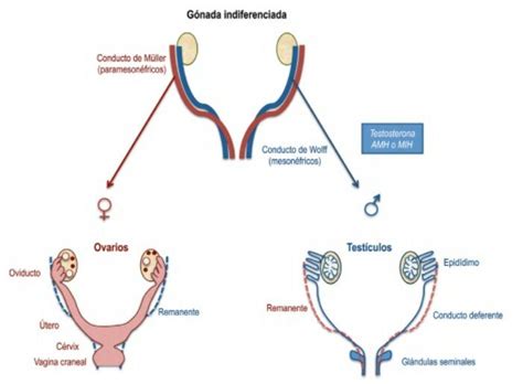 diagramma del differenziamento gonadico: dotti di Wolff e dotti di Müller