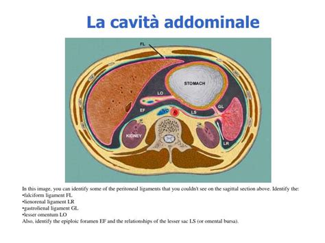 rappresentazione anatomica della cavità addominale e peritoneale