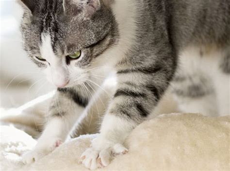 Gatto che impasta con le zampe