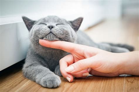 Gatto che fa le fusa mentre impasta
