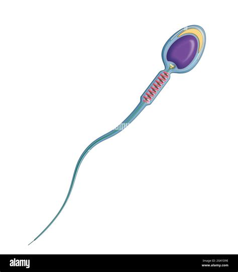 micrografia di uno spermatozoo selezionato tramite tecnica ad alta risoluzione