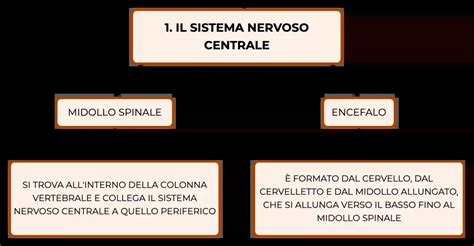 rappresentazione concettuale del sistema nervoso centrale e interazione tra farmaci