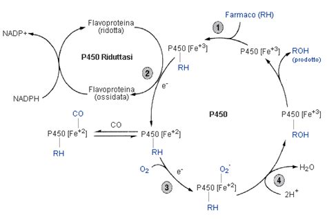 schema del metabolismo epatico dei farmaci e citocromo P450