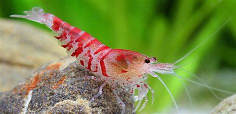 panoramica di un acquario allestito per gamberetti d'acqua dolce con piante e muschi