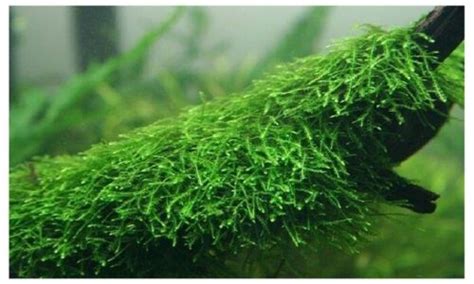 dettaglio di muschio di Java in un acquario con gamberetti