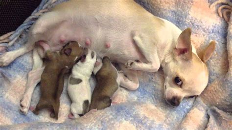 cuccioli che allattano dal biberon