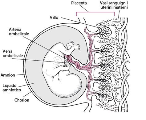 diagramma esplicativo del sacco amniotico e dei villi placentari