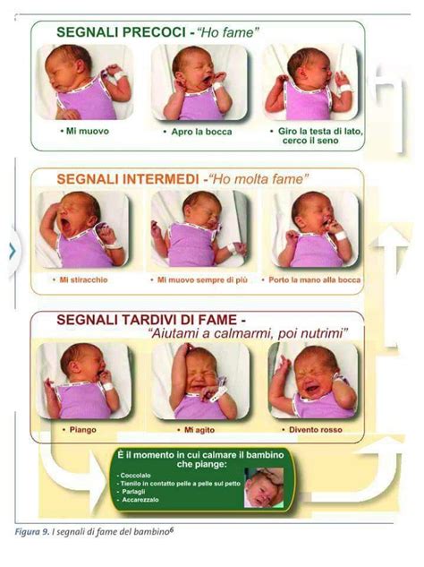 Grafico che illustra i segnali di fame e sazietà del neonato
