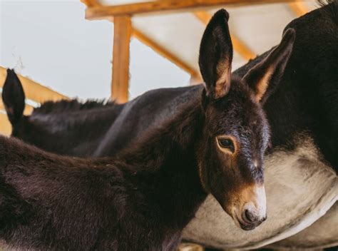 veterinario che visita un piccolo asinello in stalla