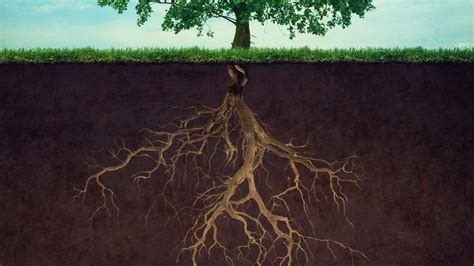 radici di un albero
