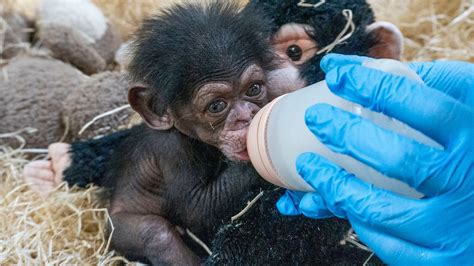 Scimpanzé madre che accudisce il cucciolo appena nato in un ambiente naturale