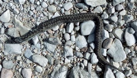 esemplare di vipera mimetizzato tra le rocce montane