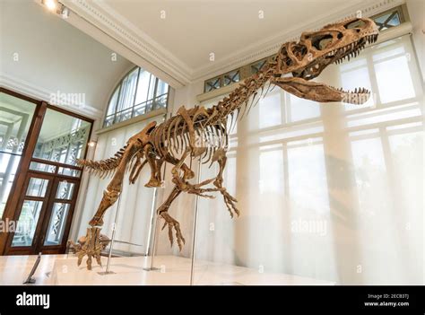 scheletro di balena fossile esposto nel museo