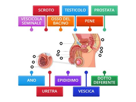 Anatomia dell'apparato riproduttivo maschile