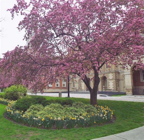 Alberi con foglie verdi e fiocchi rosa