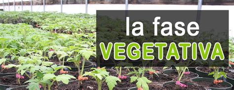fase di fioritura piante coltivate in ambiente controllato