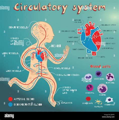 Diagramma del sistema circolatorio embrionale precoce