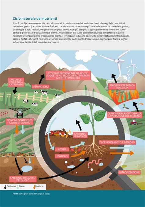 rappresentazione infografica del ciclo dei nutrienti organici nel terreno