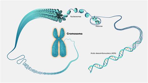 Rappresentazione di un cromosoma