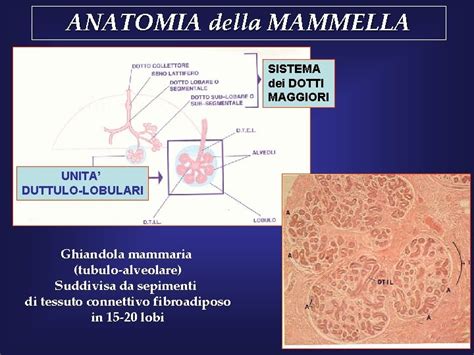 rappresentazione anatomica della mammella con alveoli e dotti galattofori