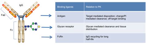 Schema del recettore FcRn e glicosilazione delle IgG