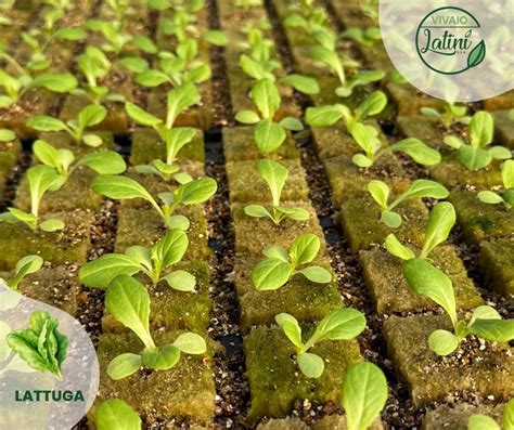 allevamento vitelle in ambiente protetto