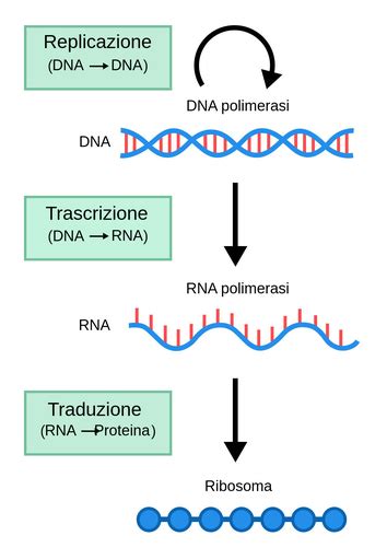 schema del dogma centrale della biologia con DNA, RNA e proteine