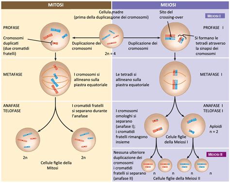 confronto tra mitosi e meiosi: differenze cromosomiche
