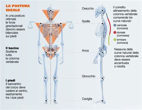 schema anatomico che mostra la corretta postura distesa di un neonato in navicella