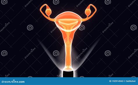Illustrazione anatomica della vulva femminile