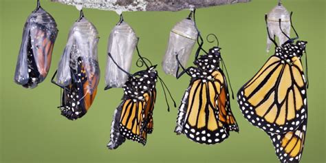 Metafora della crisalide che emerge in farfalla