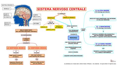 rappresentazione grafica ecografica del sistema nervoso centrale fetale