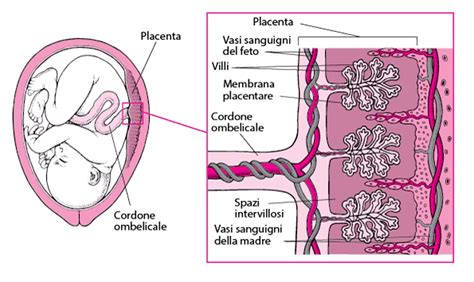 rappresentazione della placenta con xenobiotici che la attraversano