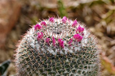 Varietà di succulente e cactus